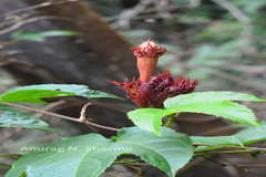 Trichosanthes tricuspidata